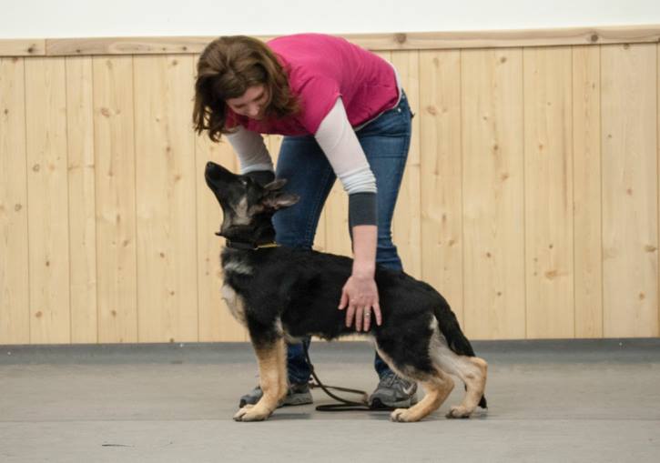 gsd show puppy